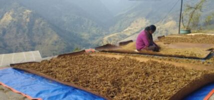 लमजुङमा आठ हजार ६ सय ४० मेट्रिक टन कोदो उत्पादन