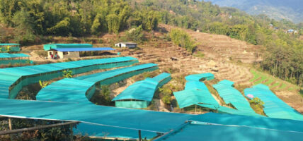 खोटाङ कफी खेती प्रबद्र्दनमा नगरपालिकाको जोड