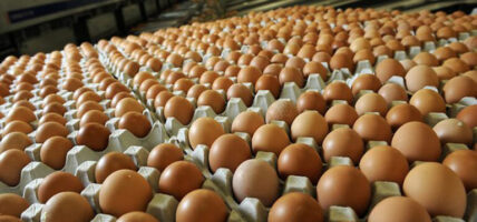 अण्डाको मूल्य हालसम्मकै उच्च, प्रतिक्यारेट कति पुग्यो?