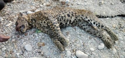 रौतहटको वृन्दावनमा मृत अवस्थामा चितुवा फेला