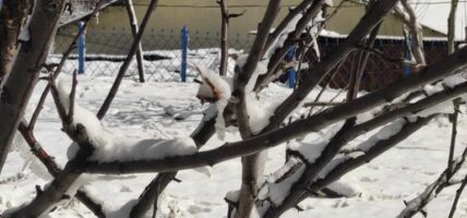 तराईमा हुस्सु, उच्च पहाडी तथा हिमाली क्षेत्रमा हिमपातको सम्भावना