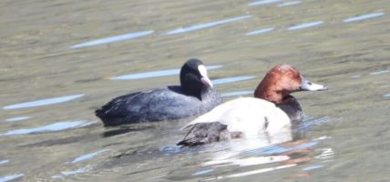 रारामा  पाहुना चराहरुको संख्या बढ्यो