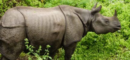 बैतडीमा वन्यजन्तुसम्बन्धी अपराध नियन्त्रण गर्न एकाइ गठन