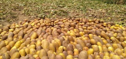 काँक्राको बिउ बाटै किसान मालामाल, वार्षिक ६ करोड भन्दा बढि आम्दानी