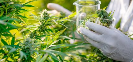 ‘गाँजा’ अर्थात ‘शिवबुटी’ बहुउपयाेगी र अैाषधीय गुण भएकाे वनस्पति