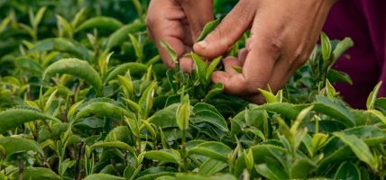 साढे ३ अर्ब बढीको चिया निर्यात, घटेन आयात