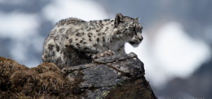 विश्वका कूल हिउँचितुवामध्ये १० प्रतिशत नेपालमा