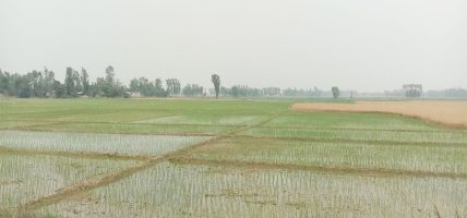 चैते धानको आकर्षण बर्सेनि बढ्दै