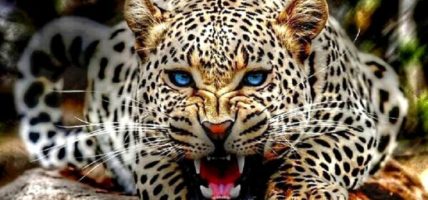 चितुवाको आक्रमणबाट चार जना घाइते