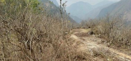 धादिङको जवाङमा नेपालमै दुर्लभ पारिजातको जंगल : उपभोक्ताहरू संरक्षणमा जुटे