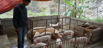 व्यावसायिक बङ्गुरपालनबाट स्वरोजगार र आत्मनिर्भर