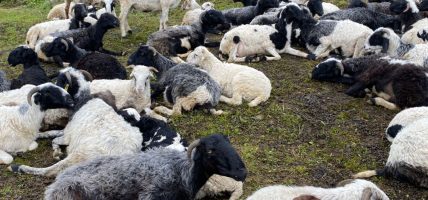 भेडा पालन पेसामा पुस्तान्तरण समस्या (फोटो फिचर)