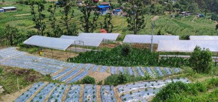 लमजुङको मस्र्याङ्दीमा तीनसय रोपनीमा अकबरे खेती