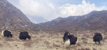 फक्ताङलुङले याक पालन गर्नेलाई ७५ प्रतिशत अनुदान दिने