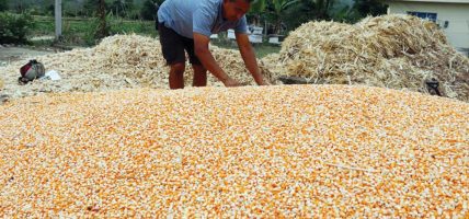 हराउँदै रैथाने मकै, स्थानीयस्तरमै पाइने मकैको बिउ मासिँदै