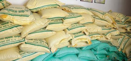 मकैको बिउमा आत्मनिर्भर, किसान भने आयातित नै रोज्छन्