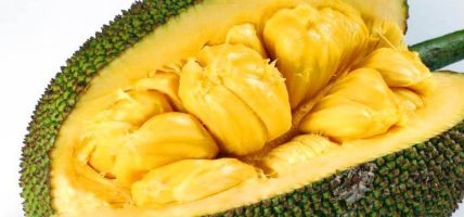 क्यान्सरदेखि यौन दुर्बलता समेतमा फाइदा गर्ने बहुउपयोगी फल ‘रुख कटहर’