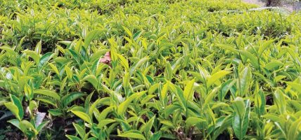 अन्तर्राष्ट्रिय बजारको सम्भावनाले चिया उत्पादनमा सुधार