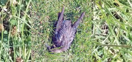 गर्मीले मर्न थाले चरा