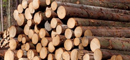 वर्षायाम शुरूसँगै गोलिया काठ निकासीमा प्रतिबन्ध