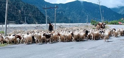 लेकमा बाख्रा गोठ स्थानान्तरण गरिँदै