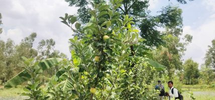 दाङमा स्याउका बिरुवा उत्पादनसँगै खेती विस्तार गरिँदै