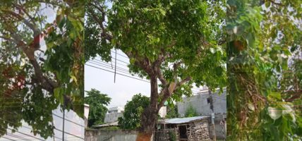 धार्मिक अनुष्ठान र औषधीमा प्रयोग गरिने रुख दाउरामा प्रयोग