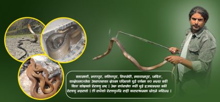 काठमाडौंमा विषालु सर्प सल्बलाउँदै : २२३ जनाको उपचार