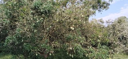 फलफूलको राजा आँप उत्पादनमा मधेश प्रदेशको ७७ प्रतिशत योगदान