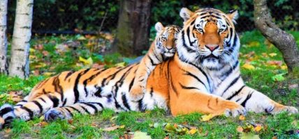 भारतमा ‘अप्राकृतिक’ रूपमा मरेको भनिएका पाँच बाघबारे अनुसन्धान शुरू