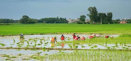 आधा वर्षामा झन्डै आधा रोपाइँ