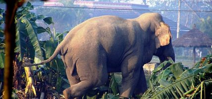 मानव-हात्ती द्वन्द्व न्यूनीकरणको आवश्यकता