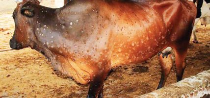 गाईभैँसीमा फैलिने छालाको सङ्क्रमण ‘लम्पी स्किन’ पाँच प्रदेशमा फैलियो