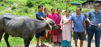 गाउँपालिकाद्वारा कृषकलाई मुर्रा राँगो वितरण