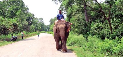 निकुञ्ज संरक्षणका क्षेत्रमा सुरक्षाका दृष्टिले महत्वपूर्ण जनावर हात्ती