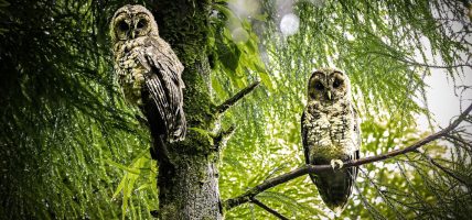 विश्वकै दुर्लभ ‘हिमालयन वुड आउल’ चरा थुम्केरानीमा भेटियो