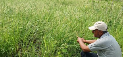 जङ्गली धानको संरक्षण गर्दै पुरमल