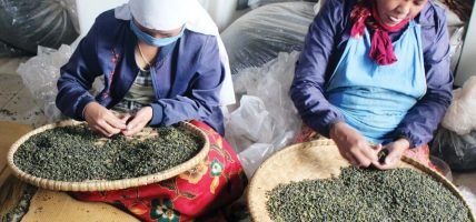 भारतमा उत्पादन घट्दा नेपाली चिया निर्यात बढ्यो