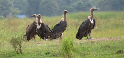 सुदूरपश्चिम प्रदेश : गिद्धको सङ्ख्या बढ्दै, संरक्षणकर्मी उत्साहित