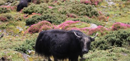 तिम्बुङ पोखरीस्थित क्षेत्रमा चर्दै चौरीगाई (फोटो फिचर)