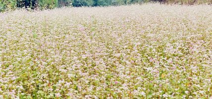 हिमाली र पहाडी भेगमा उत्पादन हुने आकर्षक फापर खेती