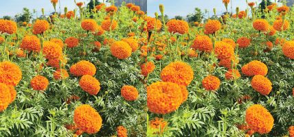 व्यावसायिक सयपत्री फूल उत्पादन