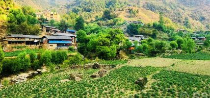 बागलुङमा एक अर्ब ९४ करोड ६० लाखको आलु उत्पादन