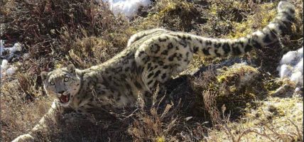 विश्व हिउँचितुवा दिवस : बासस्थान ह्रास र आहारा प्रजाति कमीको चुनौती