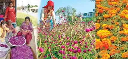 तिहारमा पैँतालिस लाख माला खपत हुने