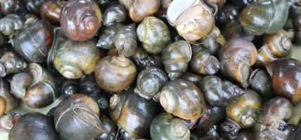 पाइन छाडे घोंगी, गङ्गटा र सुतही जस्ता जलचर