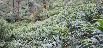 वर्षाले धान बालीमा क्षति पुग्दा नगदे बालीलाई फाइदा