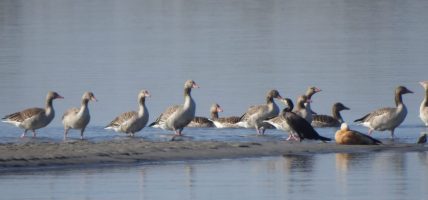 जाडो छल्न आउन थाले हिउँदे आगन्तुक चरा
