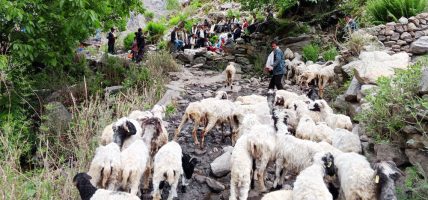 लेकका भेडीगोठ बेँसी झरेपछि चहलपहल