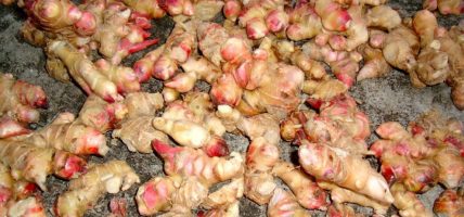 अदुवाको मूल्य घट्दा किसानहरुको लागत पनि नउठ्ने अवस्था